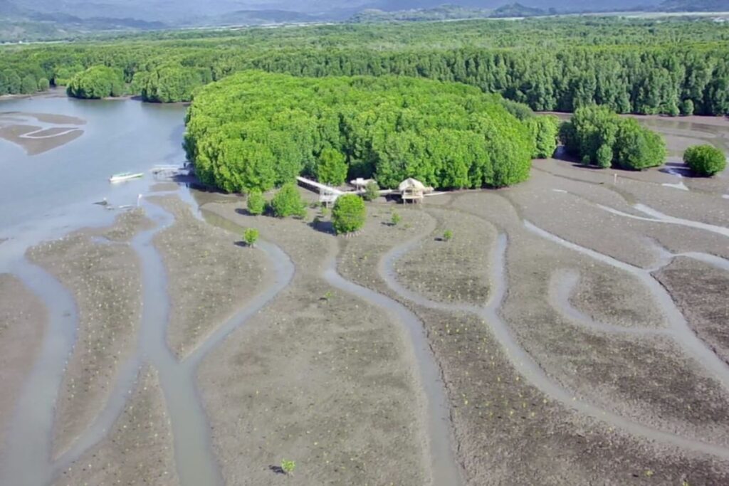 MPMX lanjutkan rehabilitasi mangrove di Golo Sepang NTT